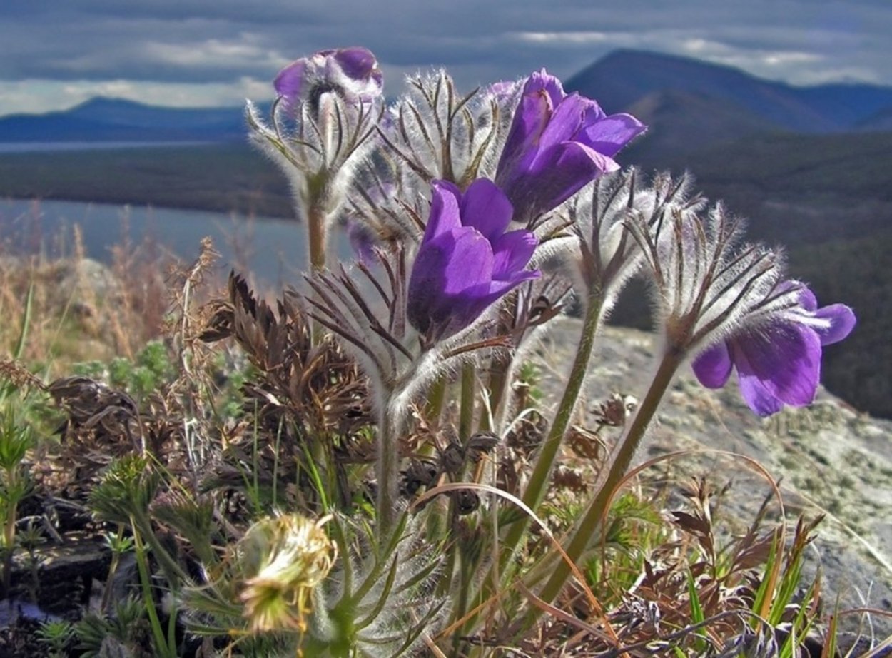 Убсунурская котловина растения