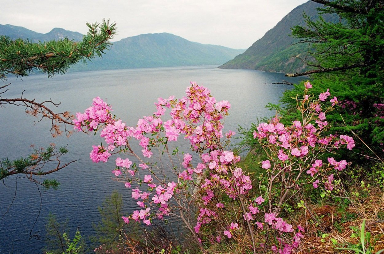 Байкал растительность рододендрон Даурский