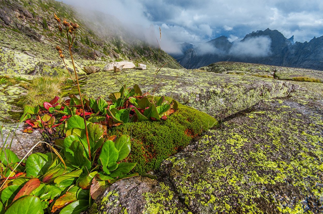 Байкальский заповедник Баргузинский Соболь