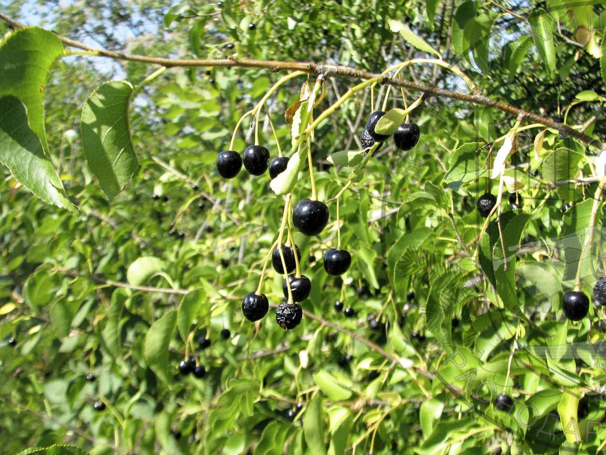 Черемуха магалебка