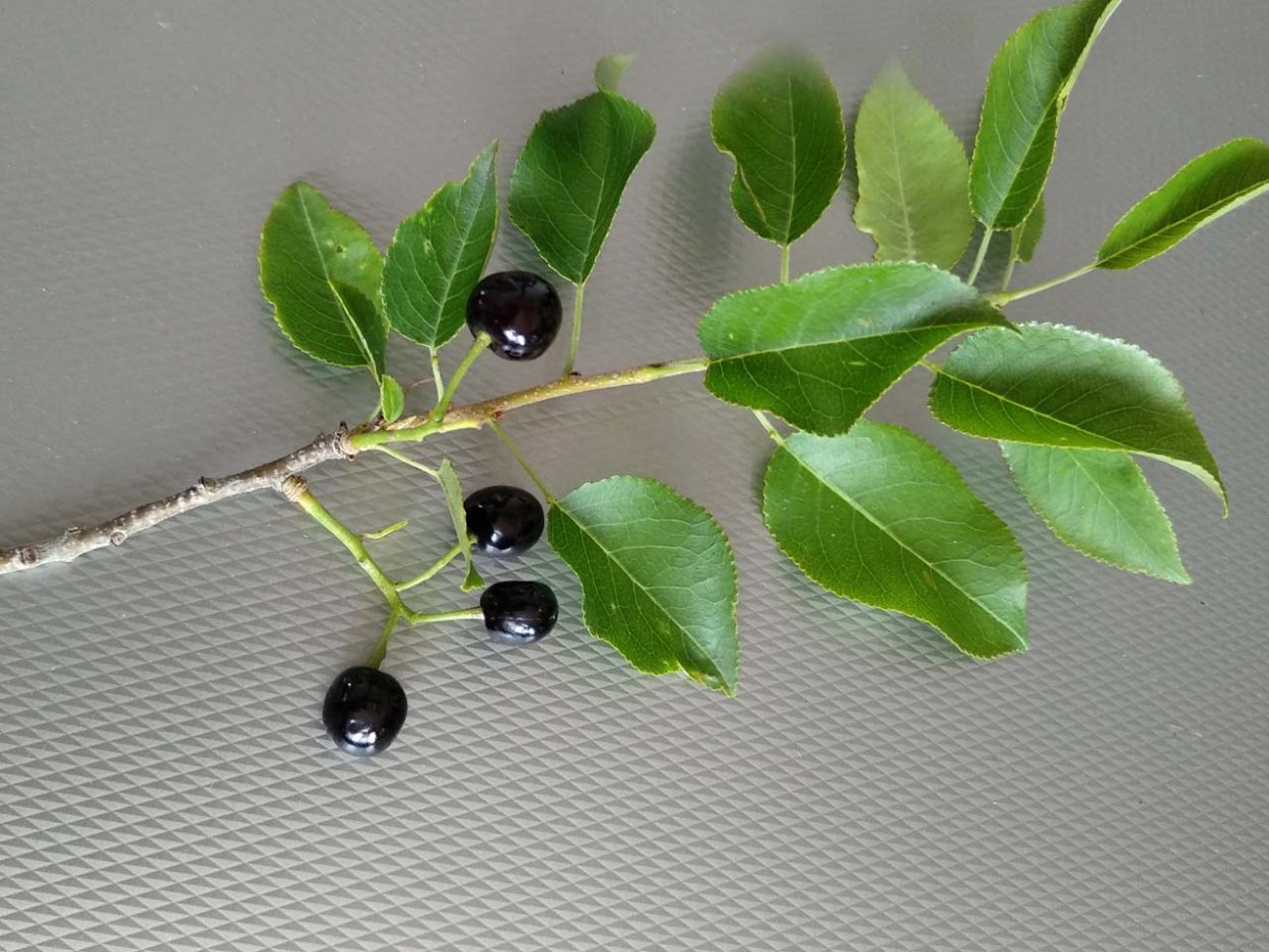 Черемуха антипка магалебка