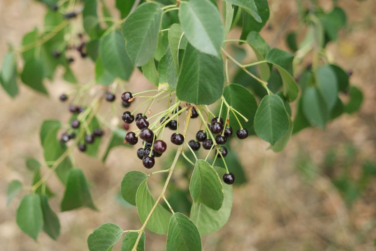 Черемуха антипка (Prunus mahaleb