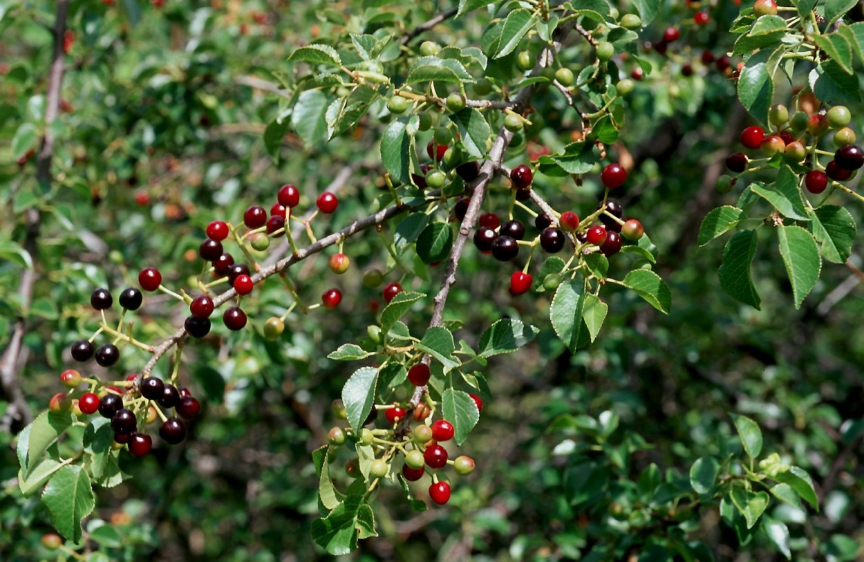 Idris ( Prunus mahaleb