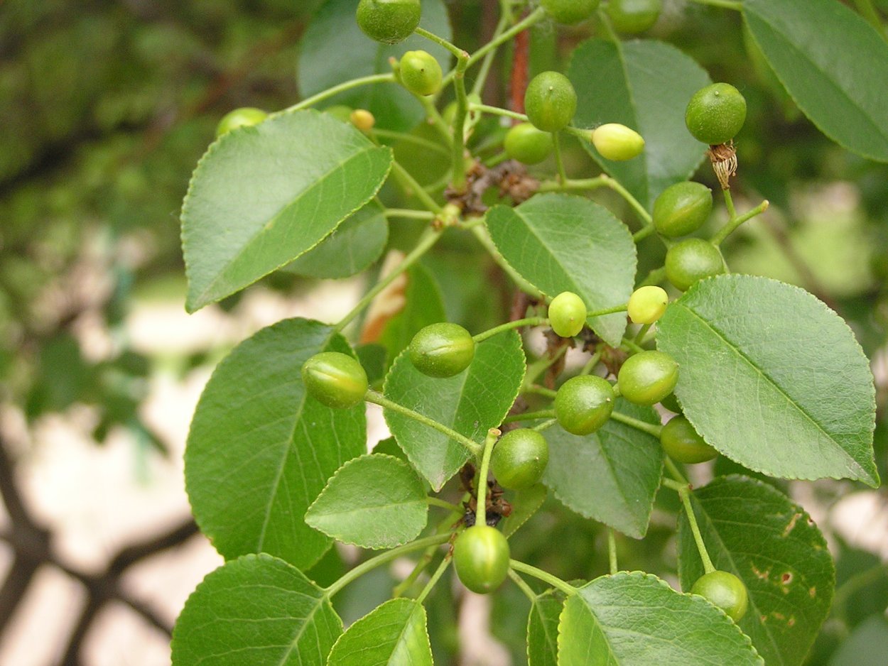 Черемуха антипка (Prunus mahaleb