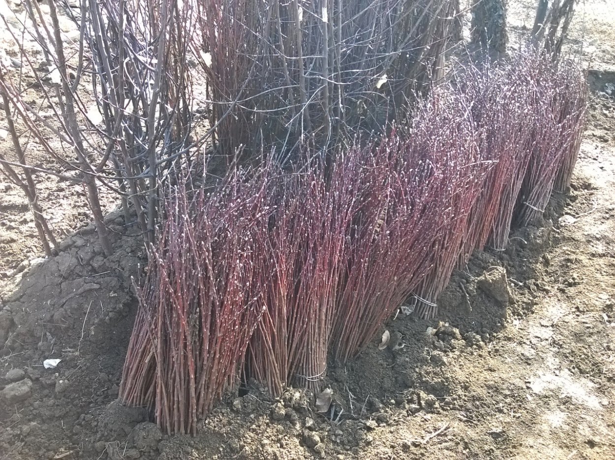 Черешни (подвой антипка