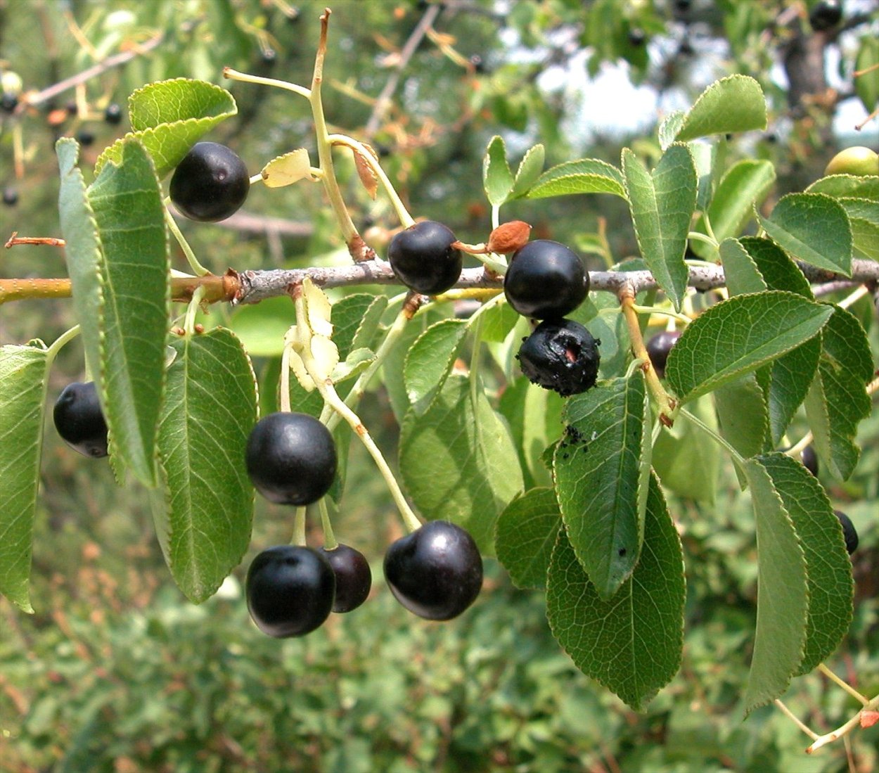 Черемуха антипка (Prunus mahaleb