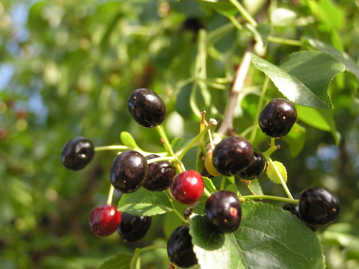 Антипка (Prunus mahaleb)