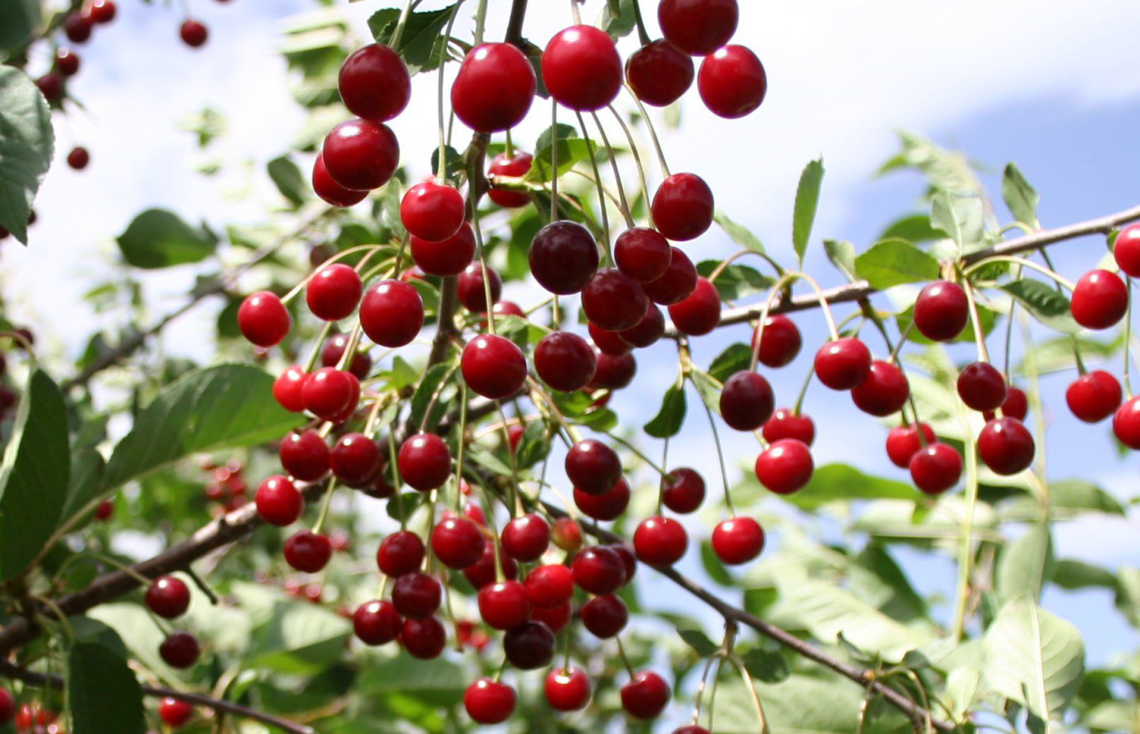 Вишня Шубинка