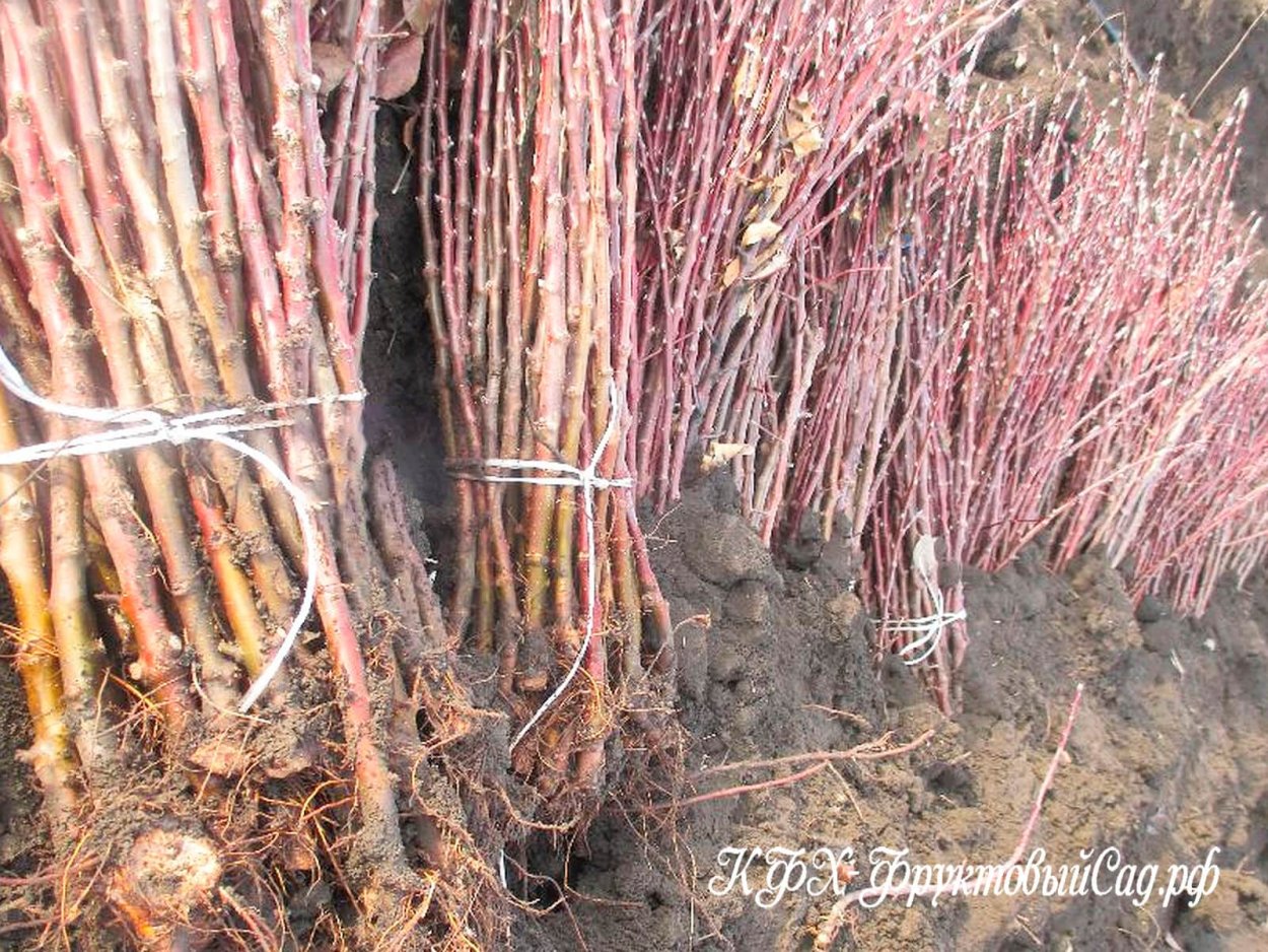 Подвой алычи