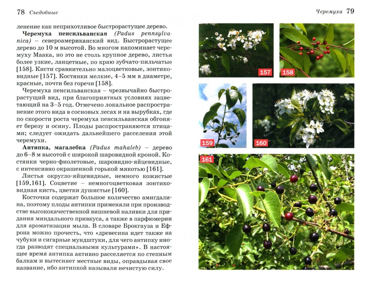 Атлас определитель от земли до неба