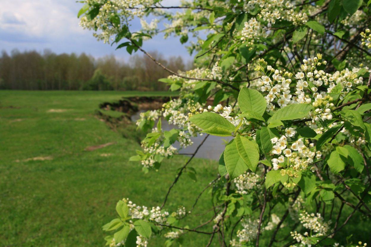 Черемуха антипка