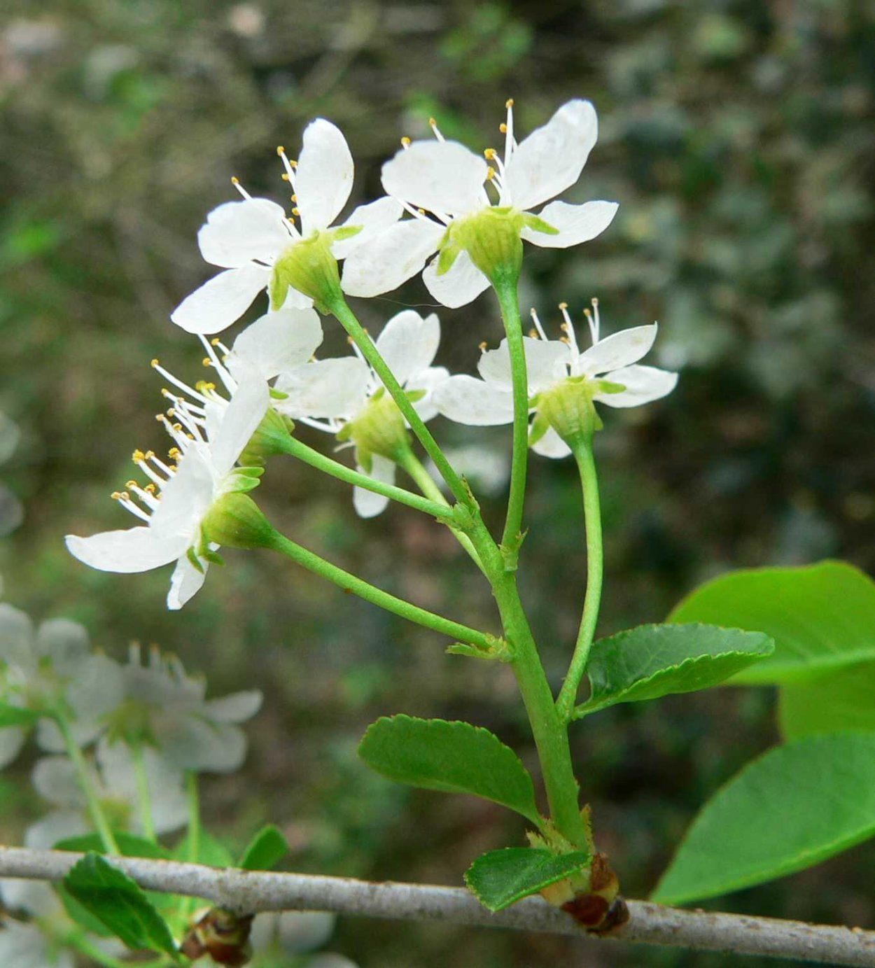 Прунус махалеб