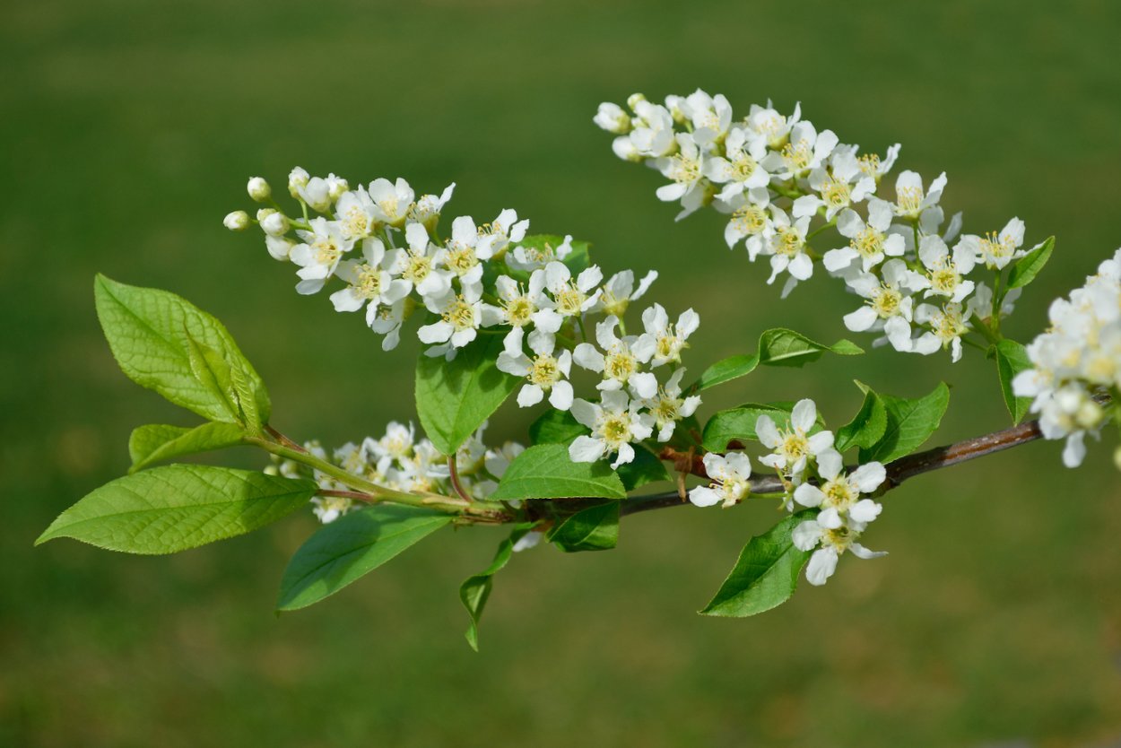 Черемуха обыкновенная цветок