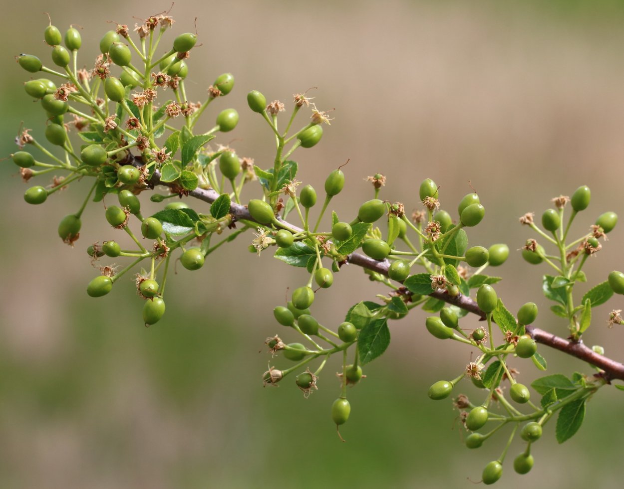 Черемуха антипка (Prunus mahaleb