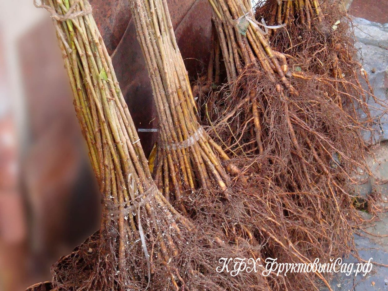 Подвой жердель это