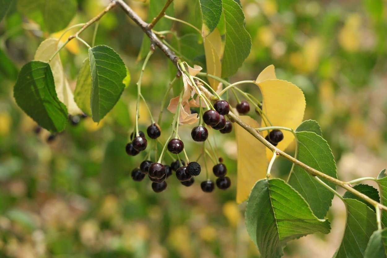 Черемуха антипка (Prunus mahaleb