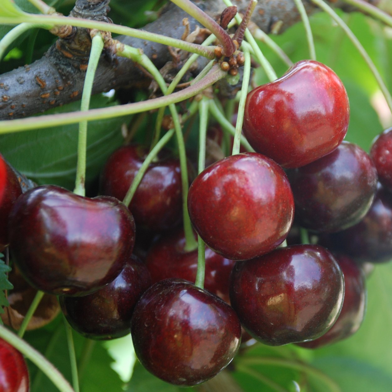 Черешня Кордия (черешня Кордия)