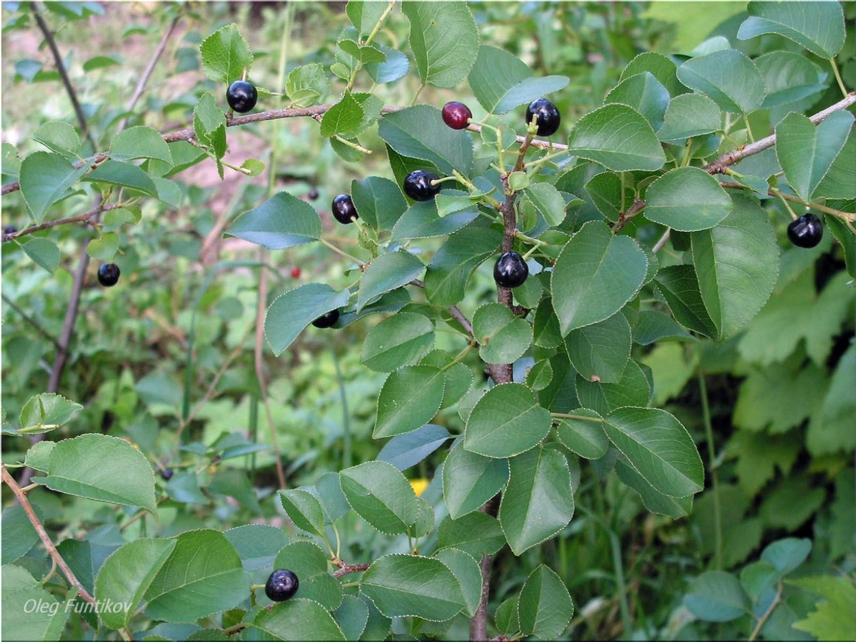 Черемуха антипка