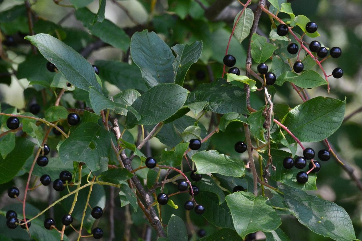 Черемуха Маака ягоды