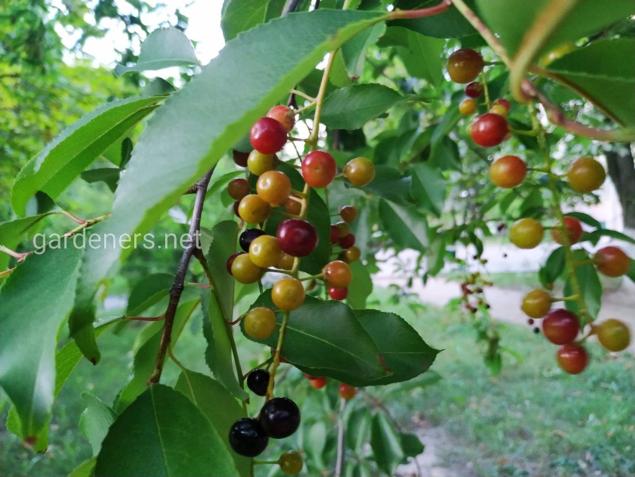 Вишня антипка