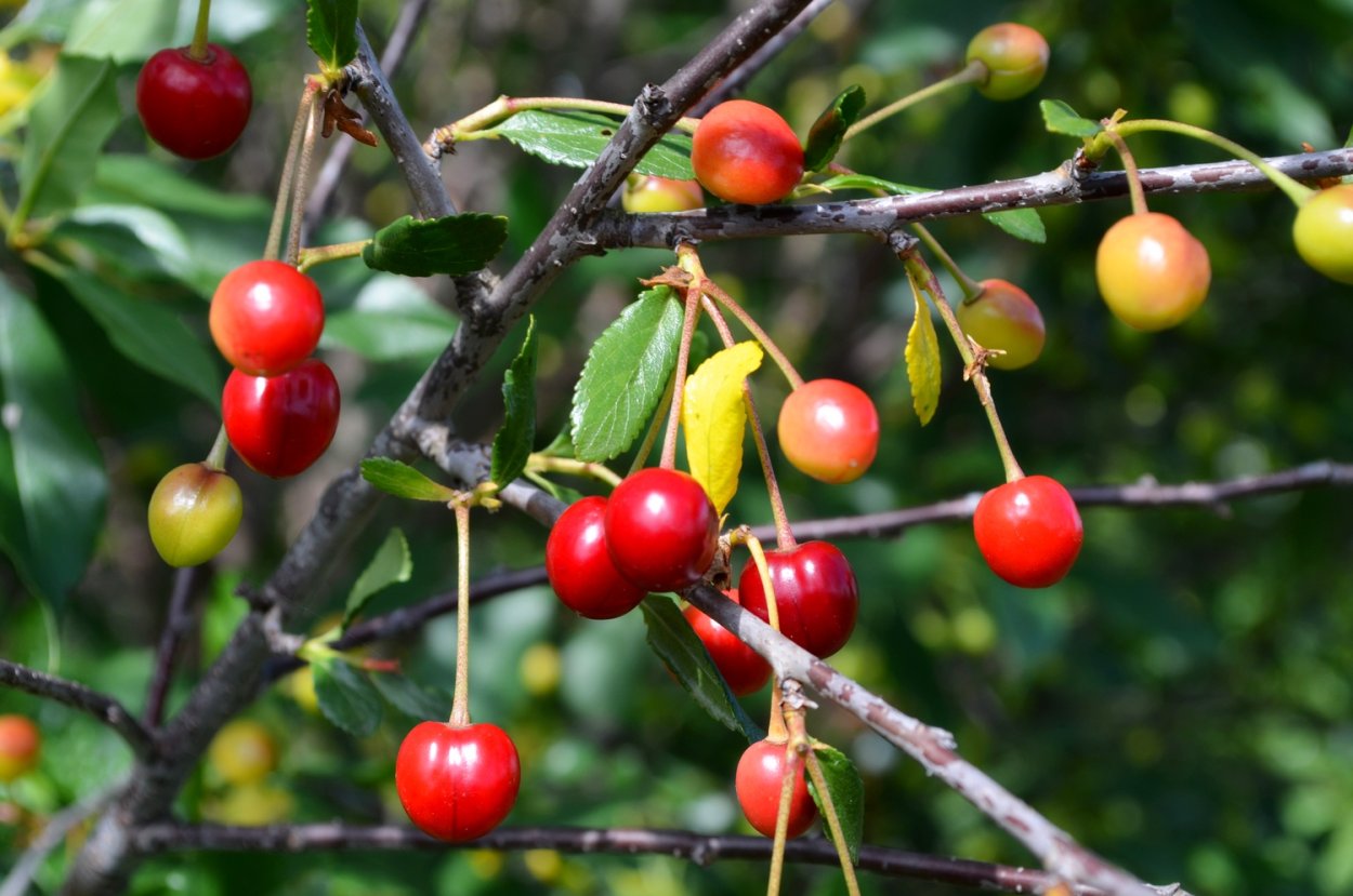 Prunus Cerasus вишня обыкновенная