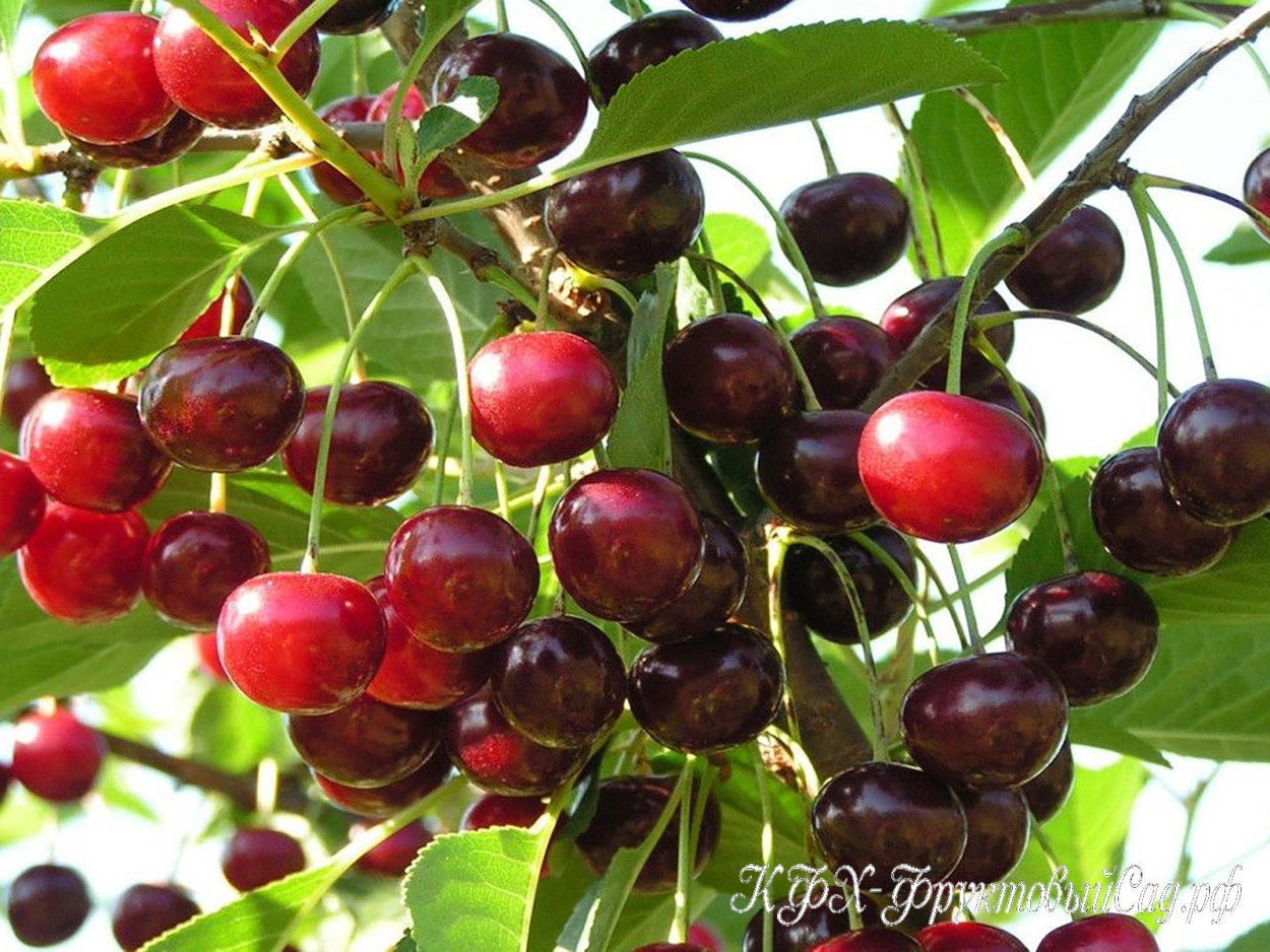 Вишня антипка