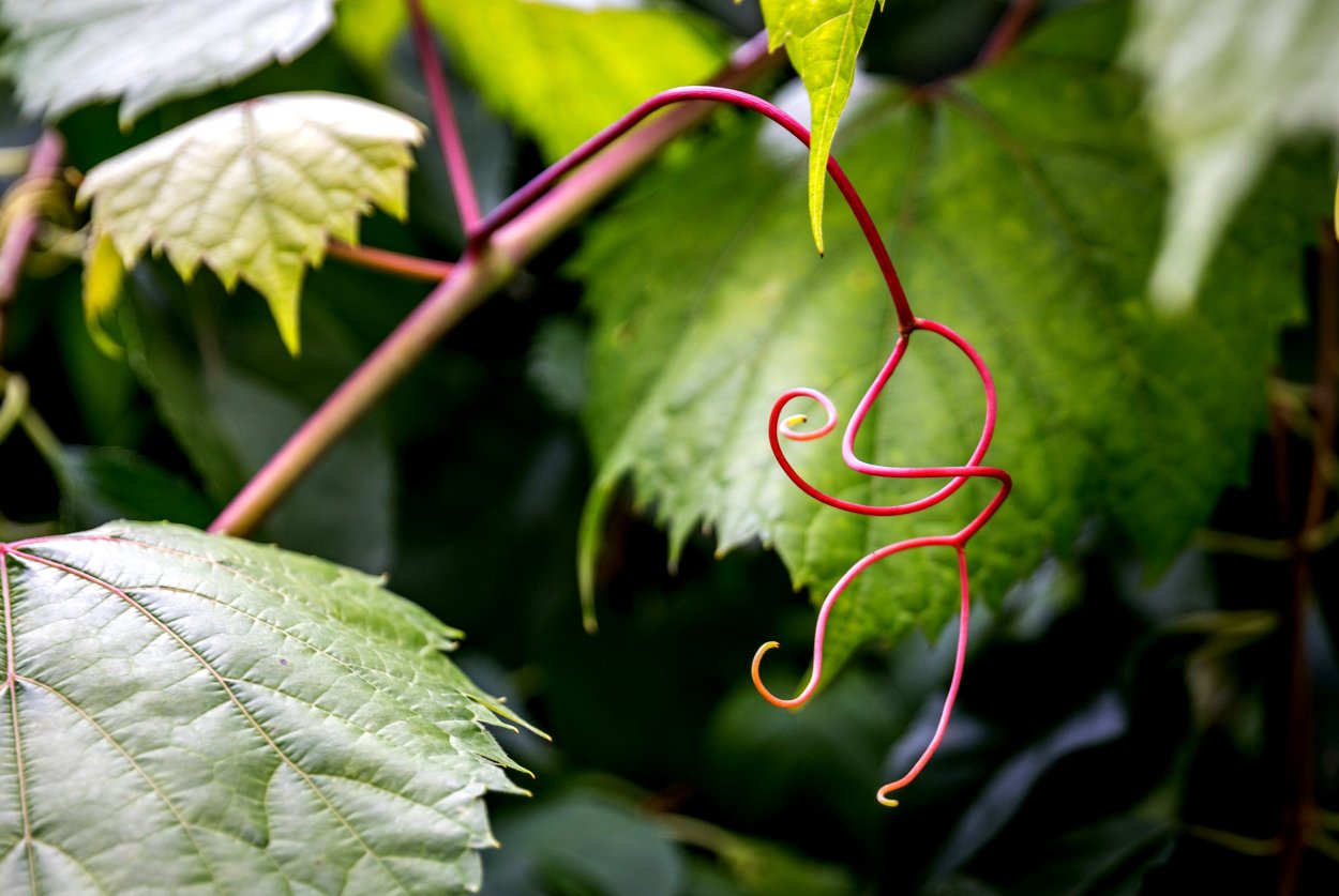 Богомол Мантис(бабочка)