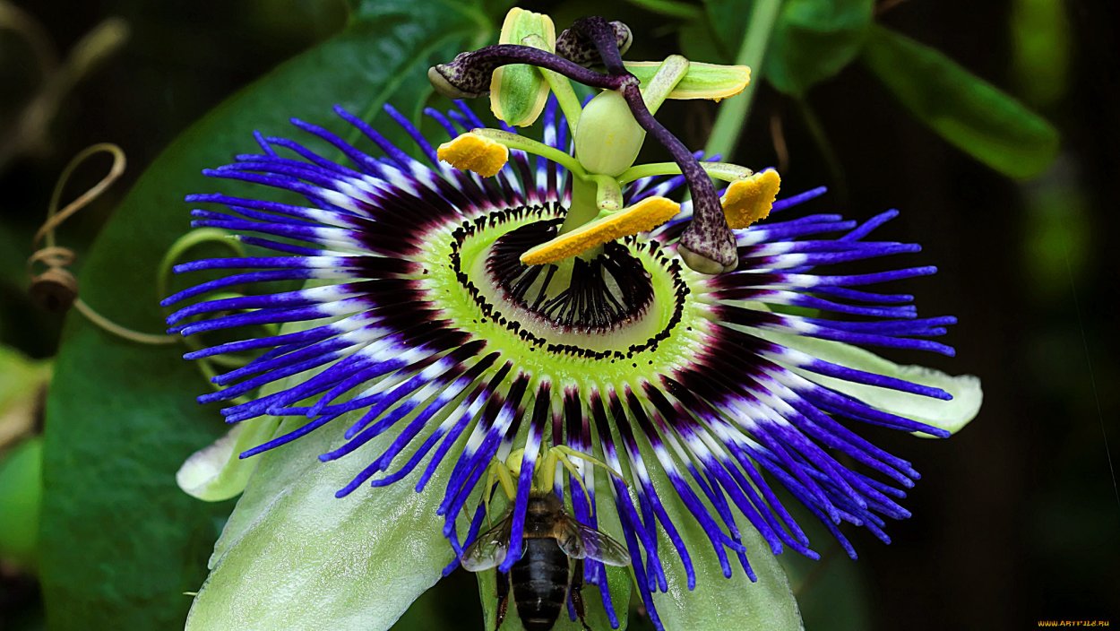 Гуэрния Кенийская (Huernia keniensis)