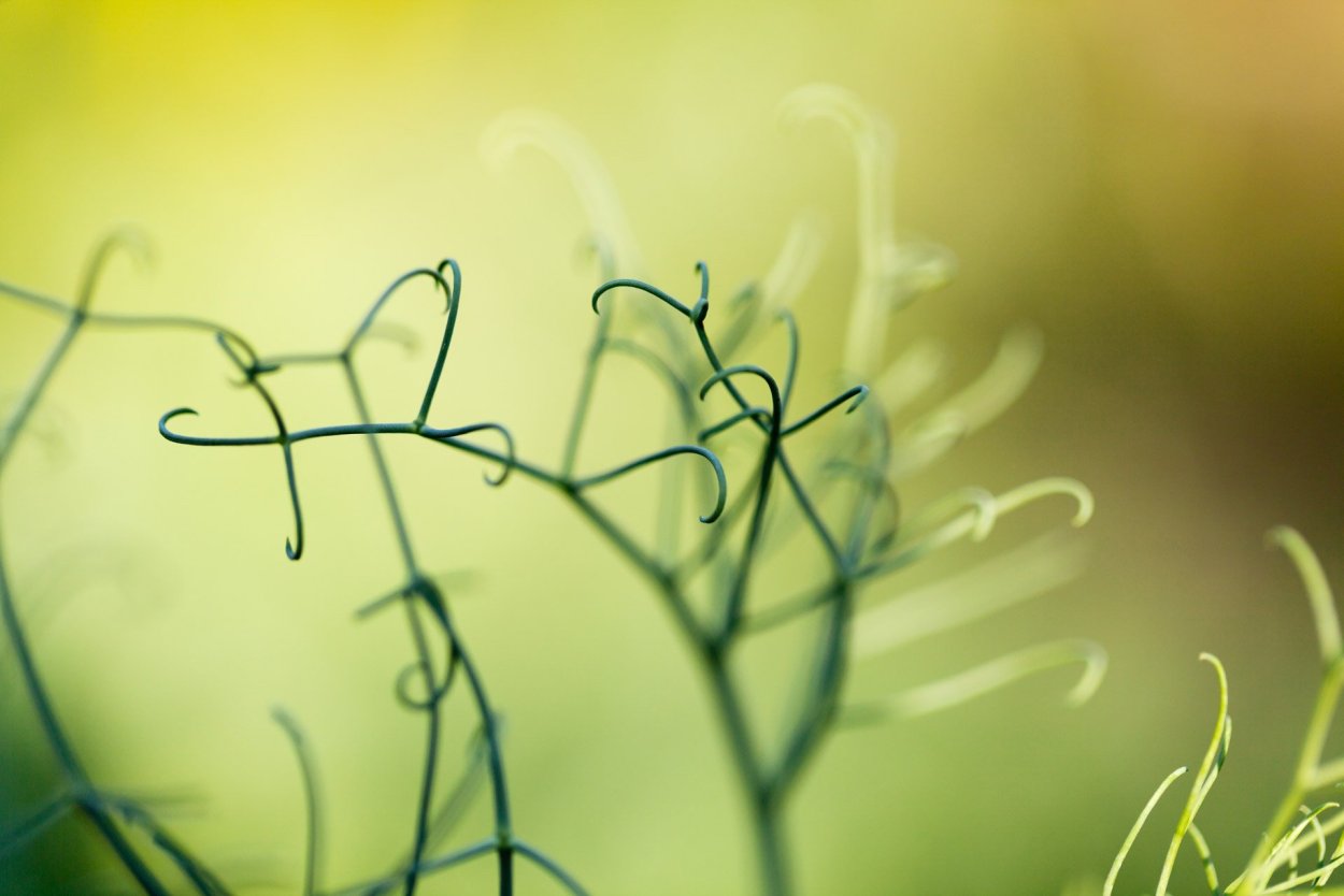 День бороды поздравления