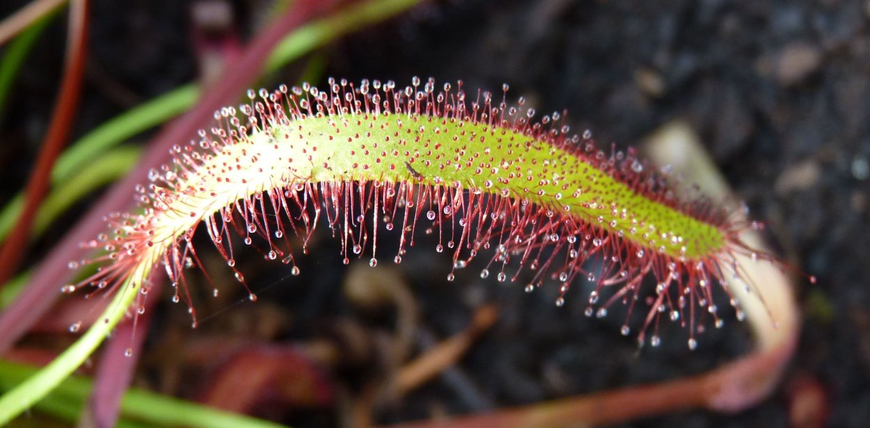 Растения хищники
