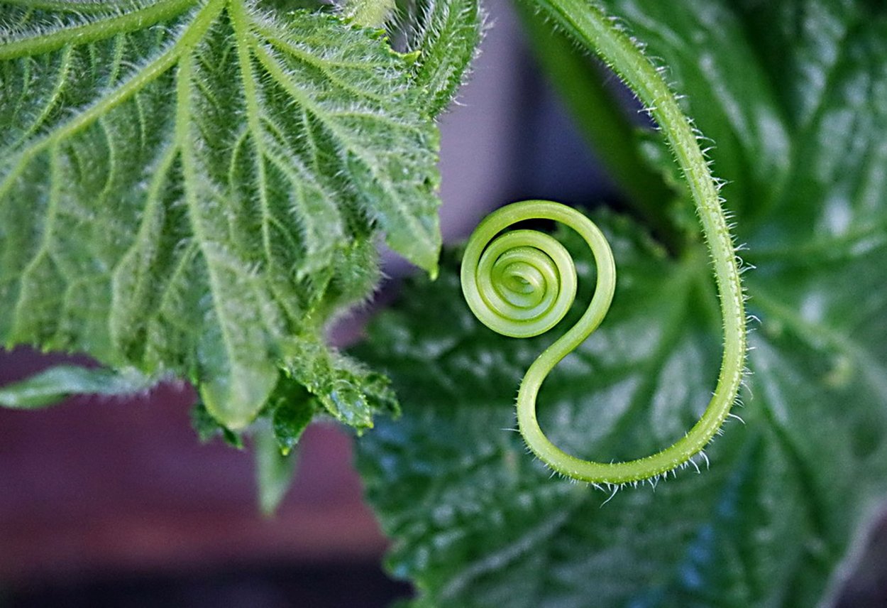 Росянка Капская красная