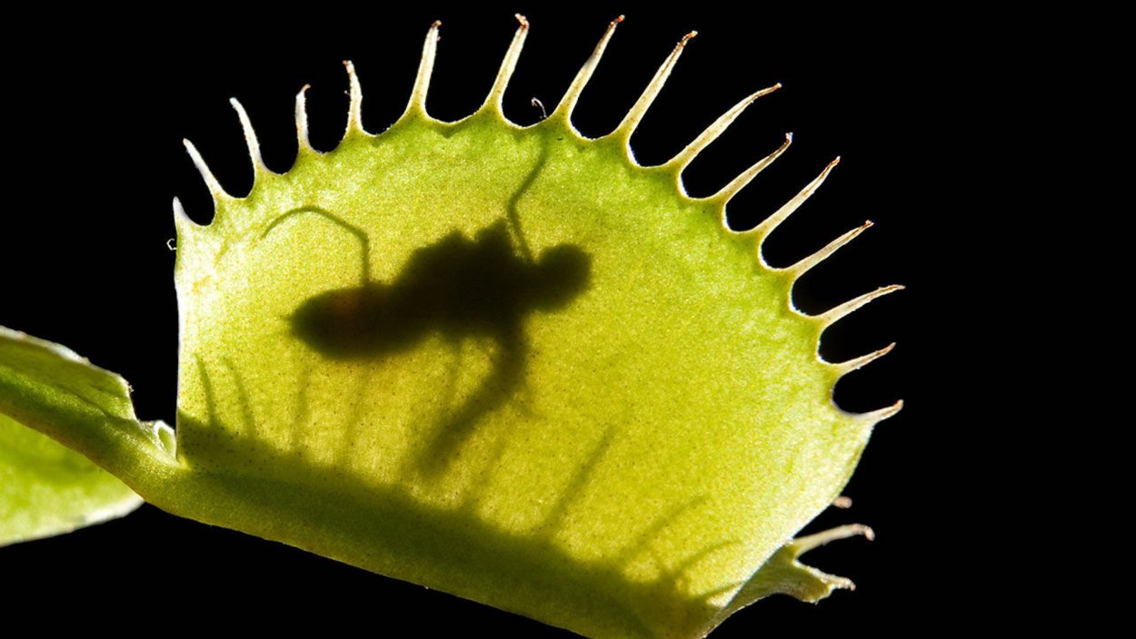 Голубая пассифлора цветение