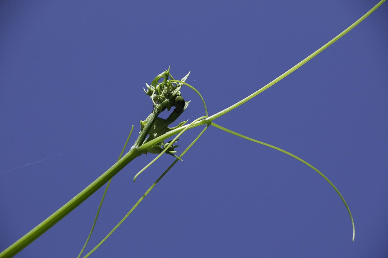 Такка Шантрье