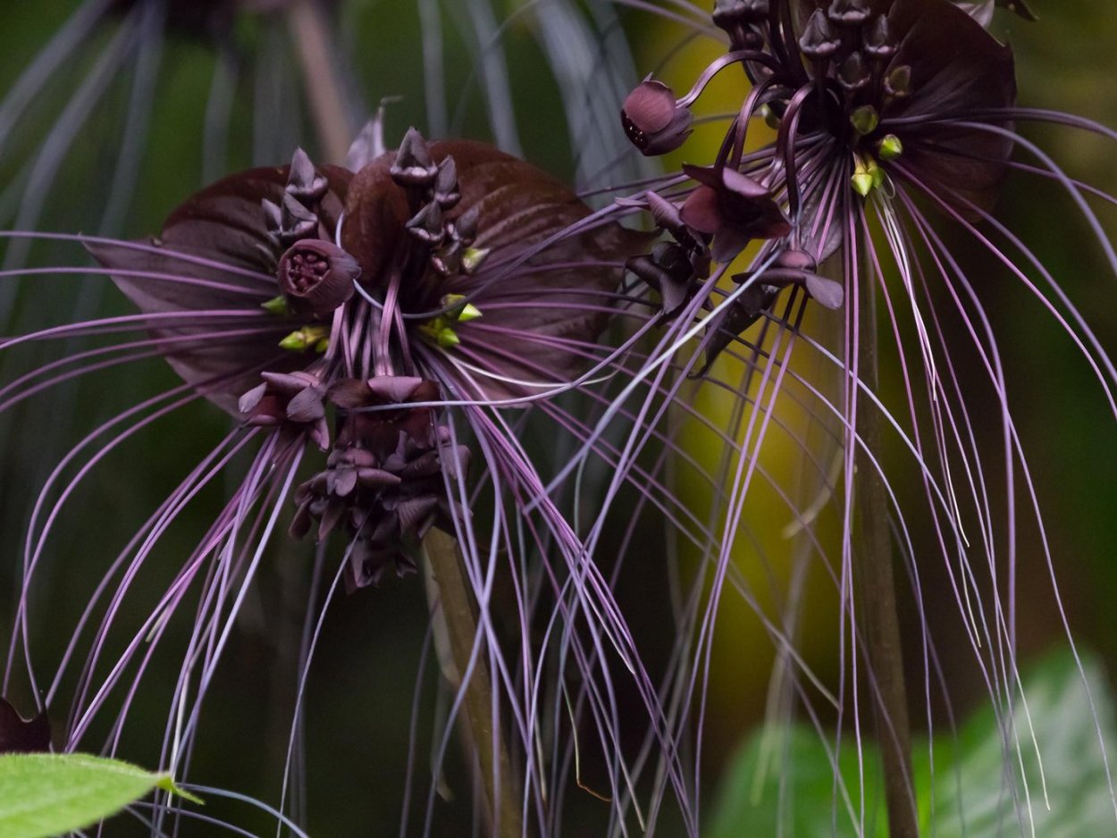 Пассифлора Ботанический рисунок