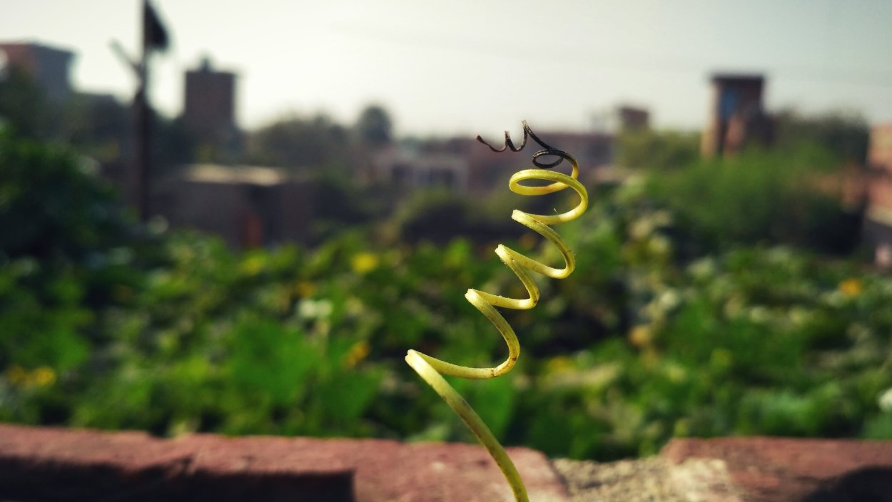 Хищное растение Венерина мухоловка