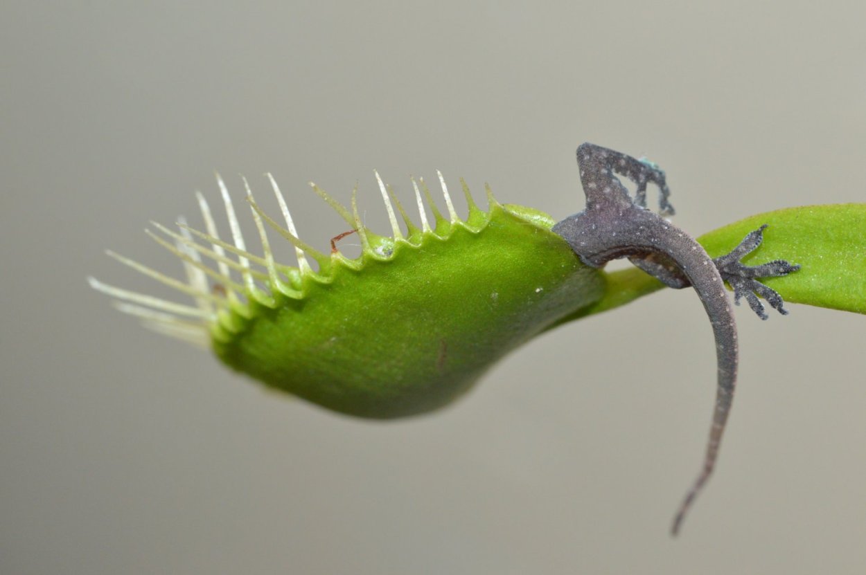 Женские кусты клубники