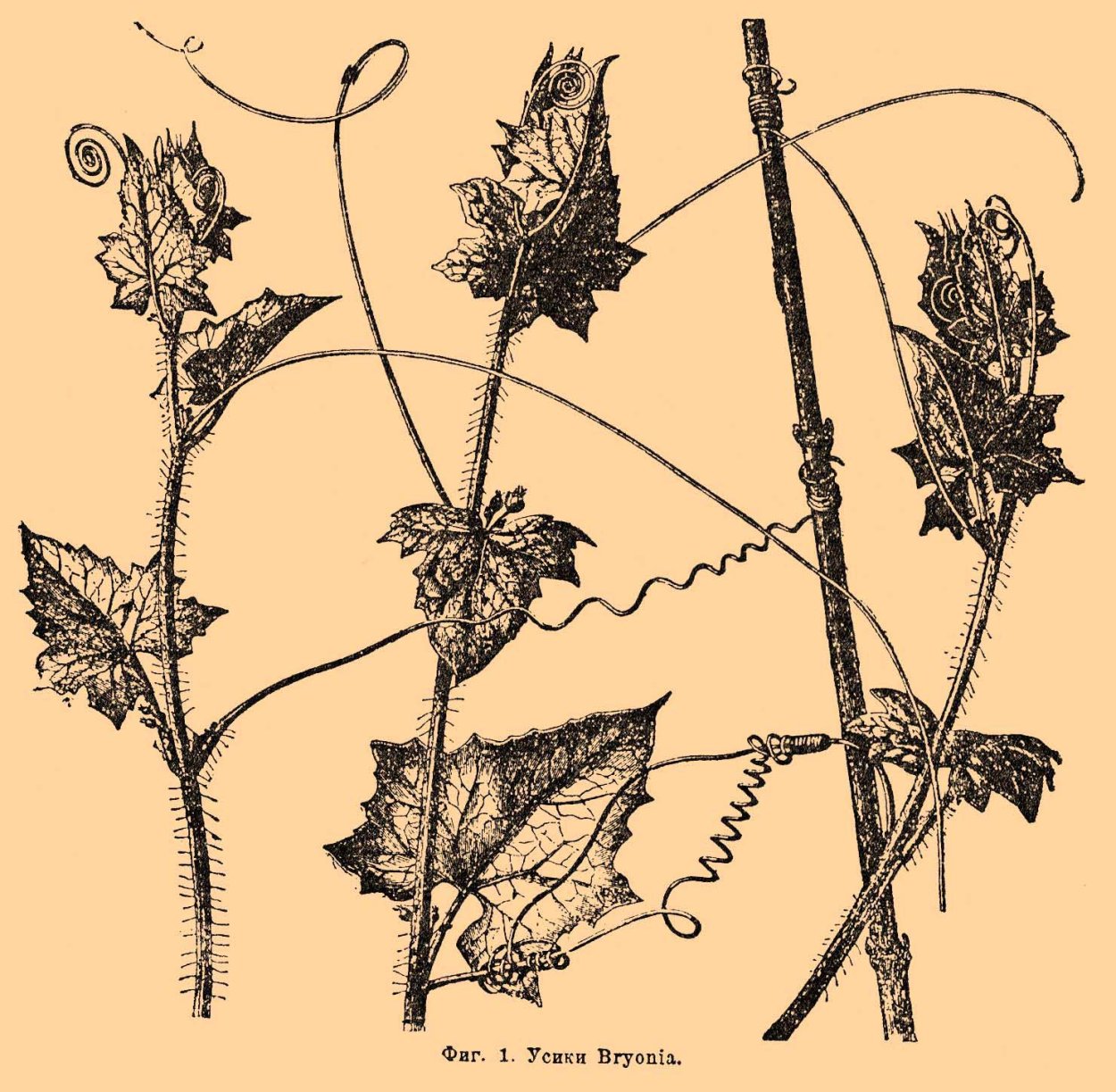 Листья усики