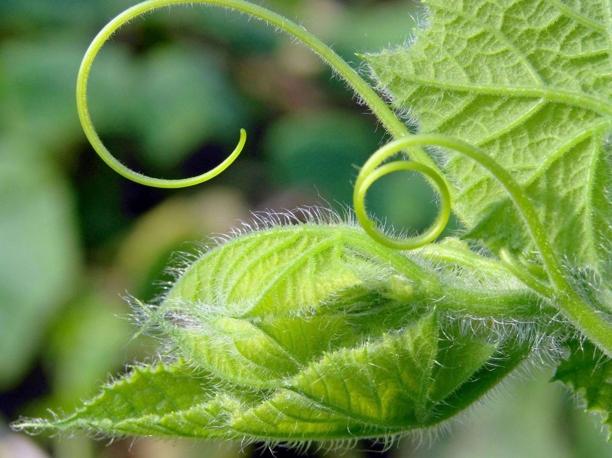 Видоизменение листа усики