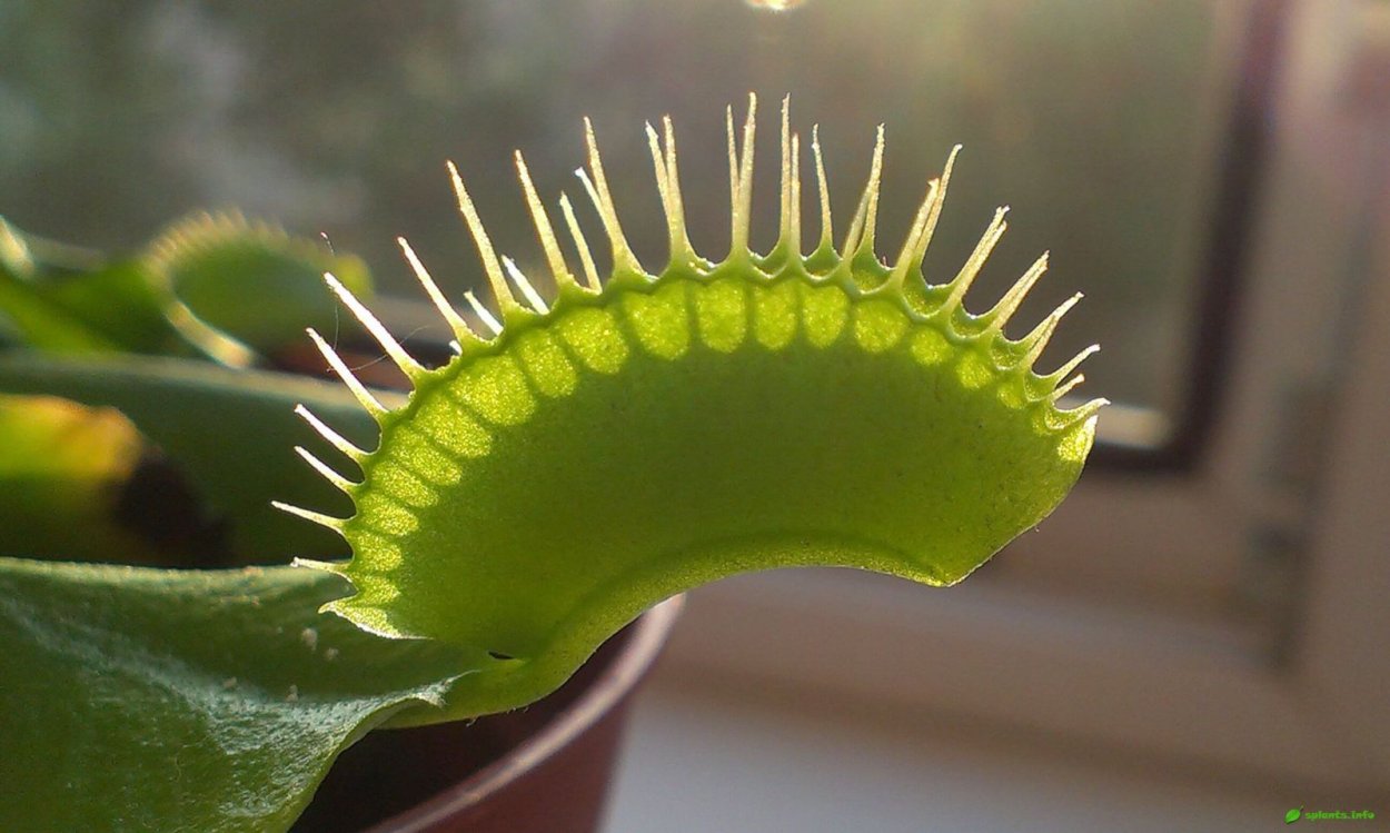 Такка цельнолистная