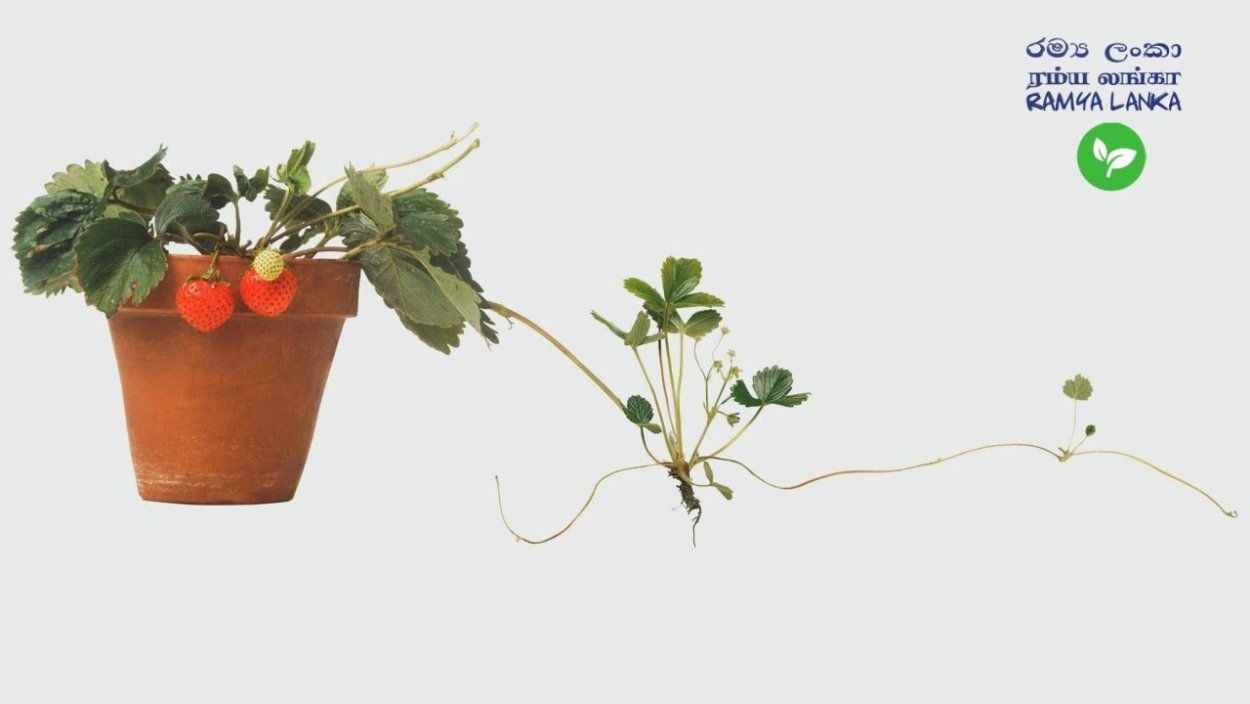 Такка кошачий