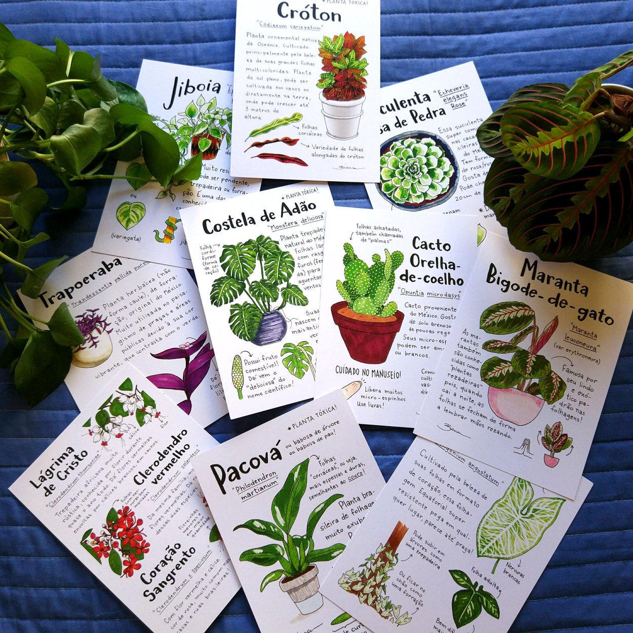 Папоротник дуболистный