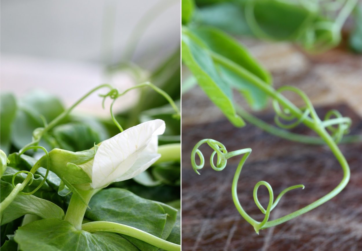 Монстера aureopinnata