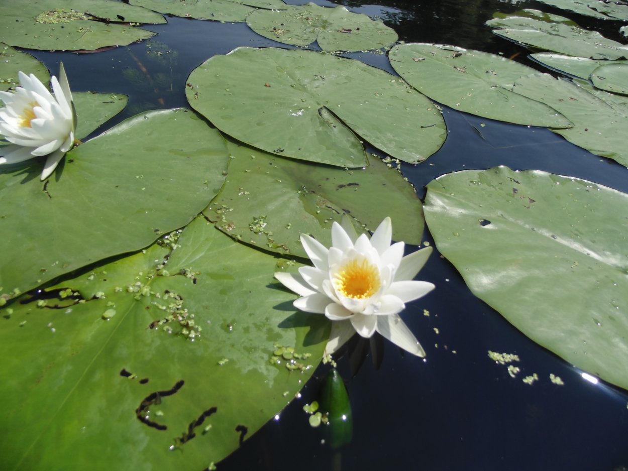 Животные реки Северский Донец