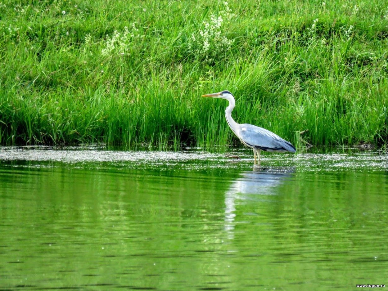 Северский цапля