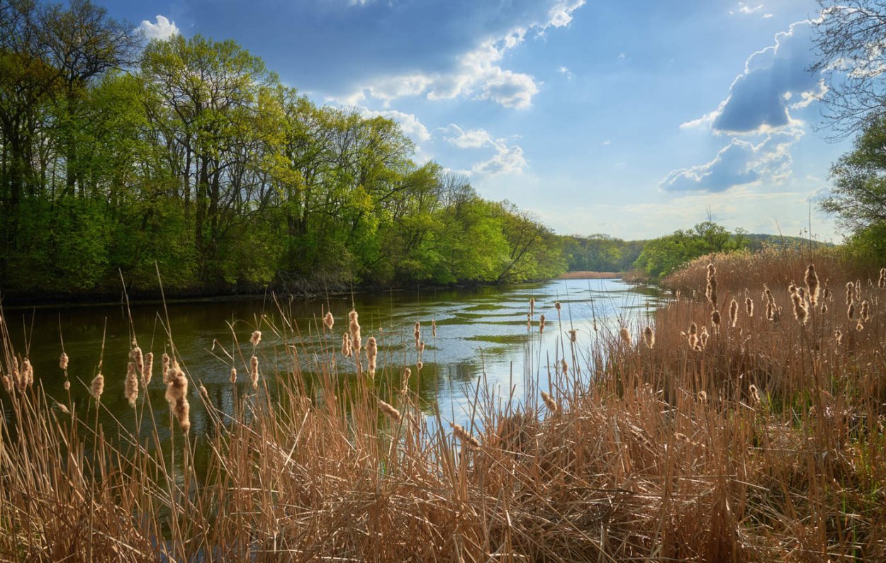 Камыши Северский Донец