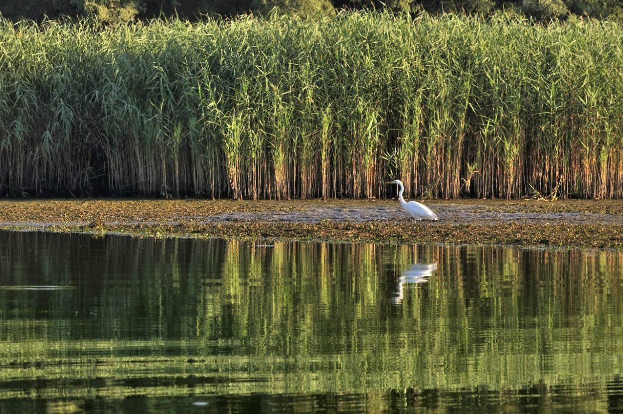 Флора и фауна реки Кубань
