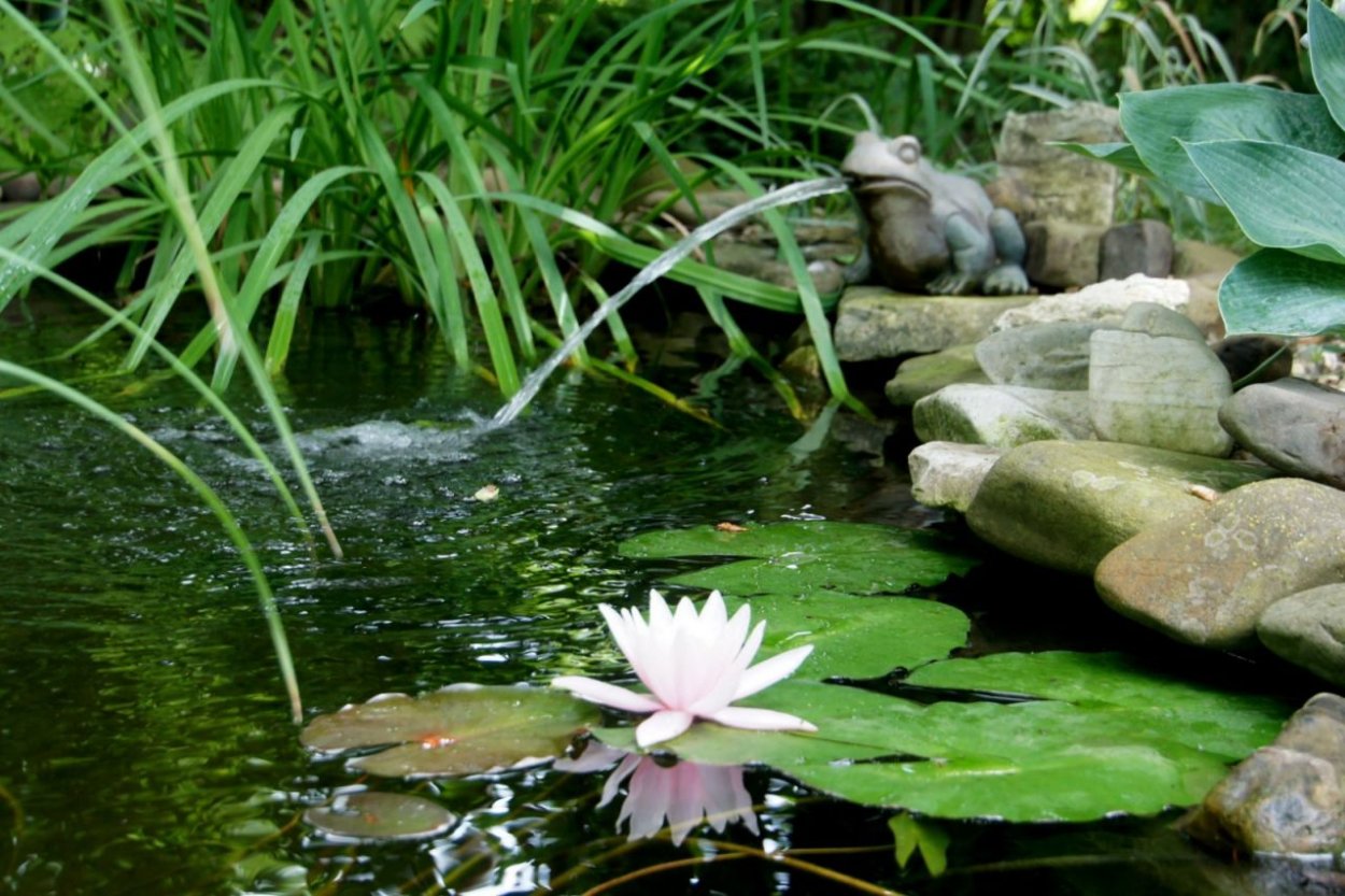 Северская кувшинки