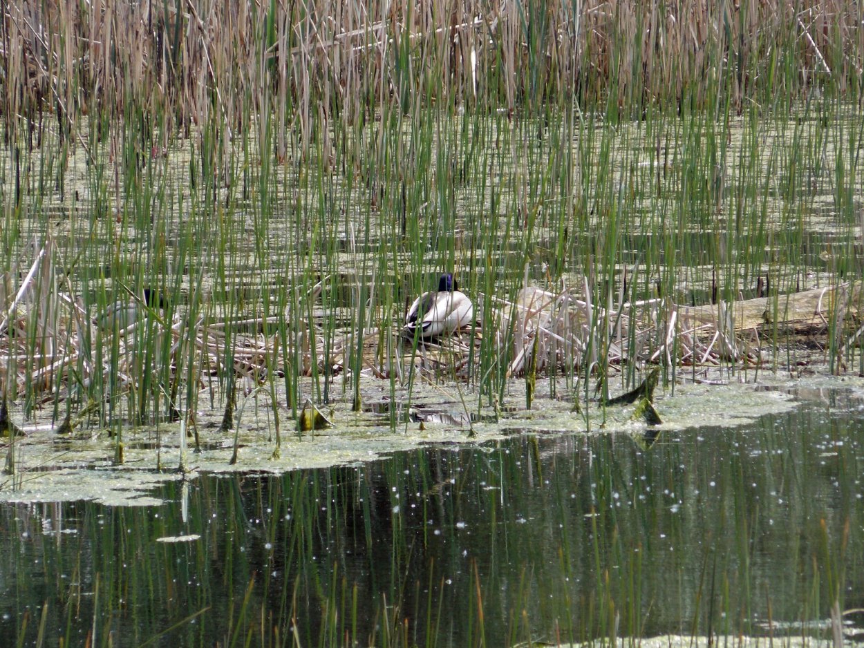 Животные Северского Донца