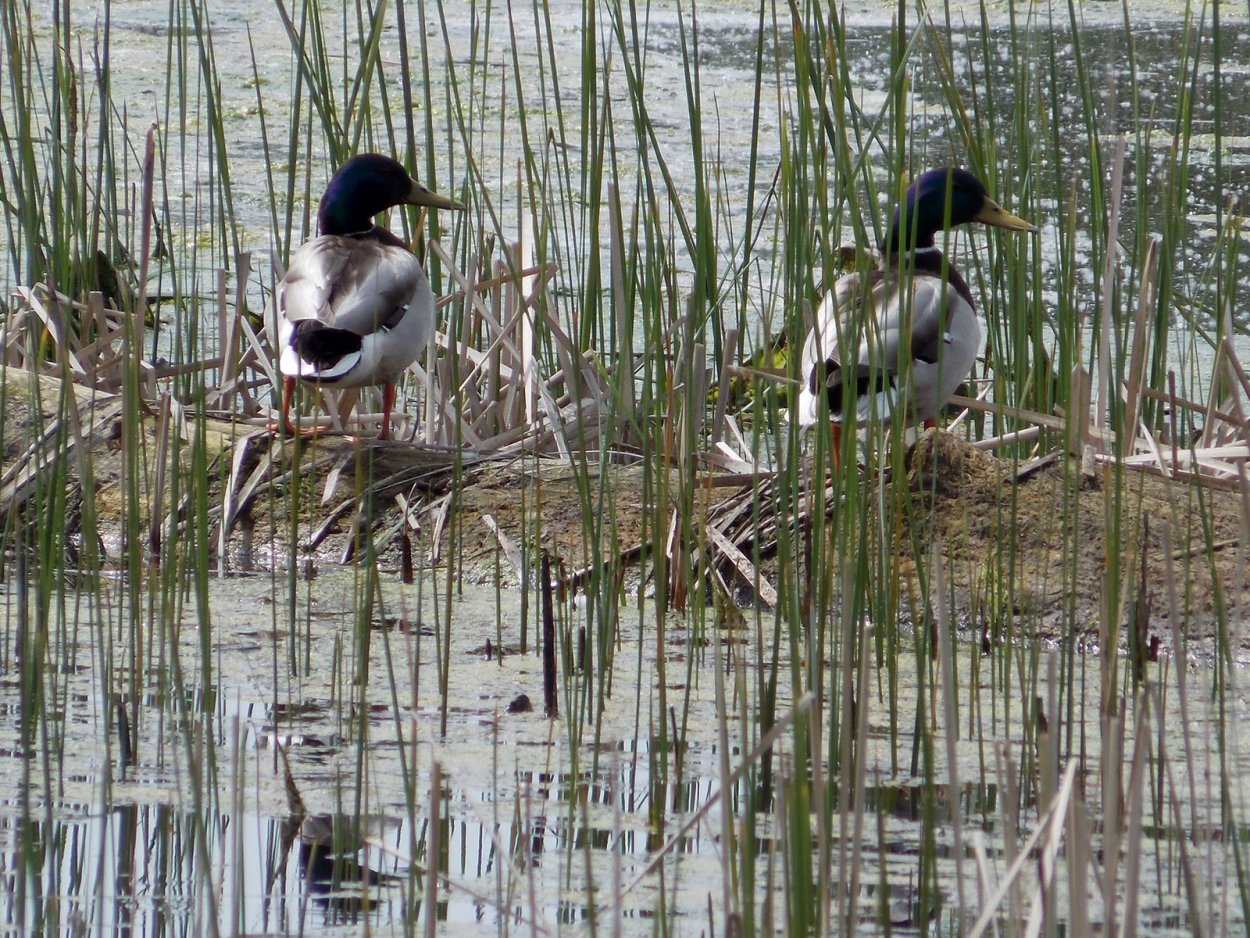Животные реки Северский Донец