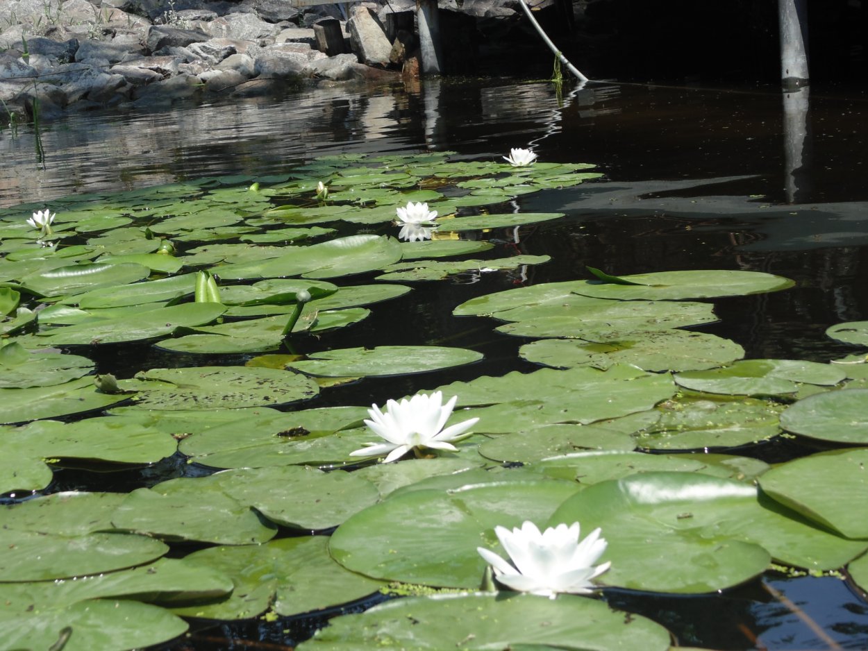 Плавающие растения Северского Донца